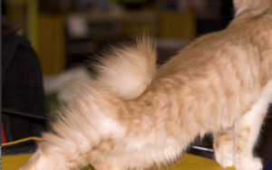 I gatti Bobtail, coda corta e tanta simpatia