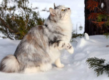 I gatti Bobtail, coda corta e tanta simpatia