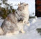 I gatti Bobtail, coda corta e tanta simpatia