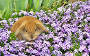 100 piante pericolose per conigli: conosciamole!
