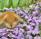 100 piante pericolose per conigli: conosciamole!