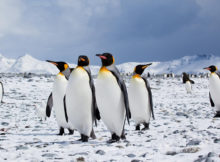 Animali polari e dove trovarli, pucciosi incontri al freddo