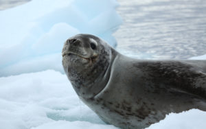 Animali polari e dove trovarli, pucciosi incontri al freddo