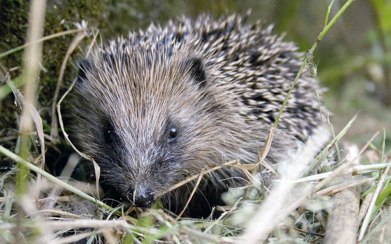 Il riccio, animale selvatico o domestico?