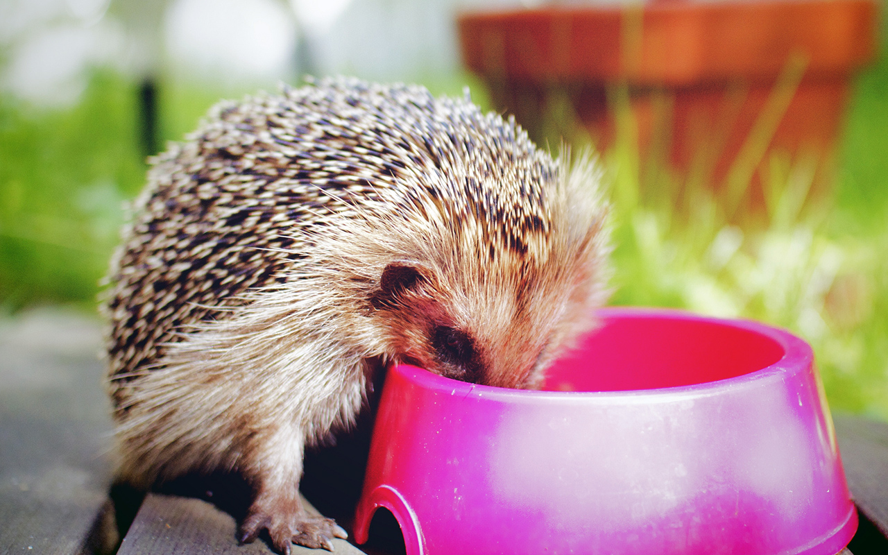 Il riccio, animale selvatico o domestico?