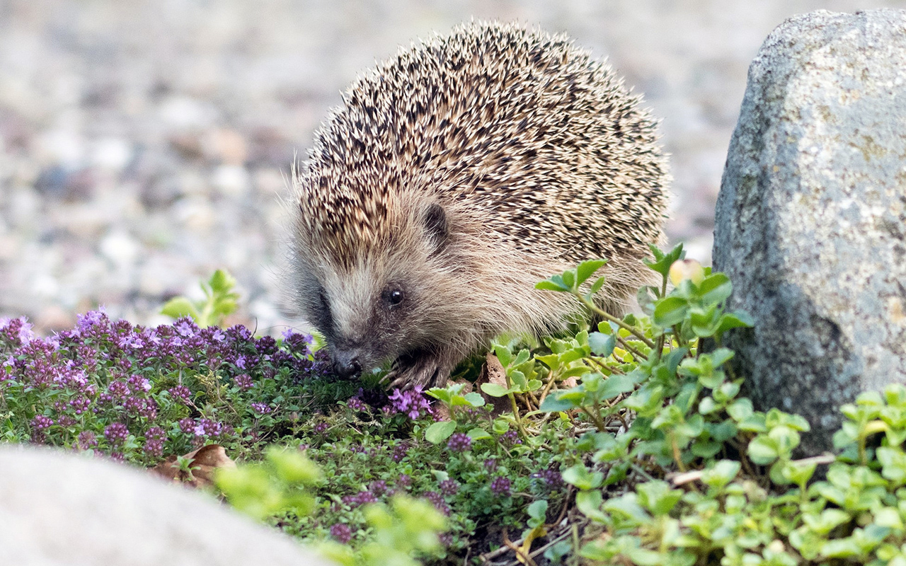 Il riccio, animale selvatico o domestico?