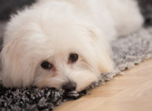 Il maltese: un cane bianco e pazzerello