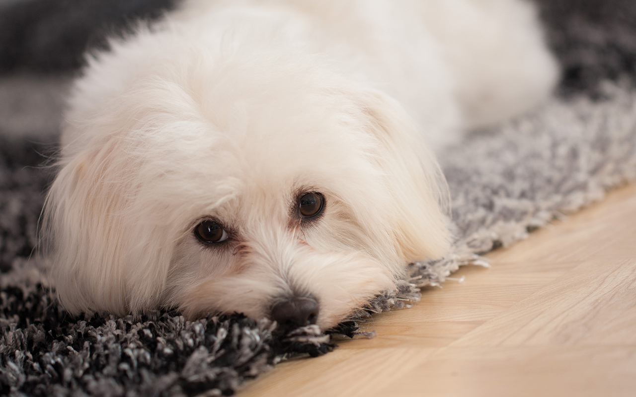 Il maltese: un cane bianco e pazzerello