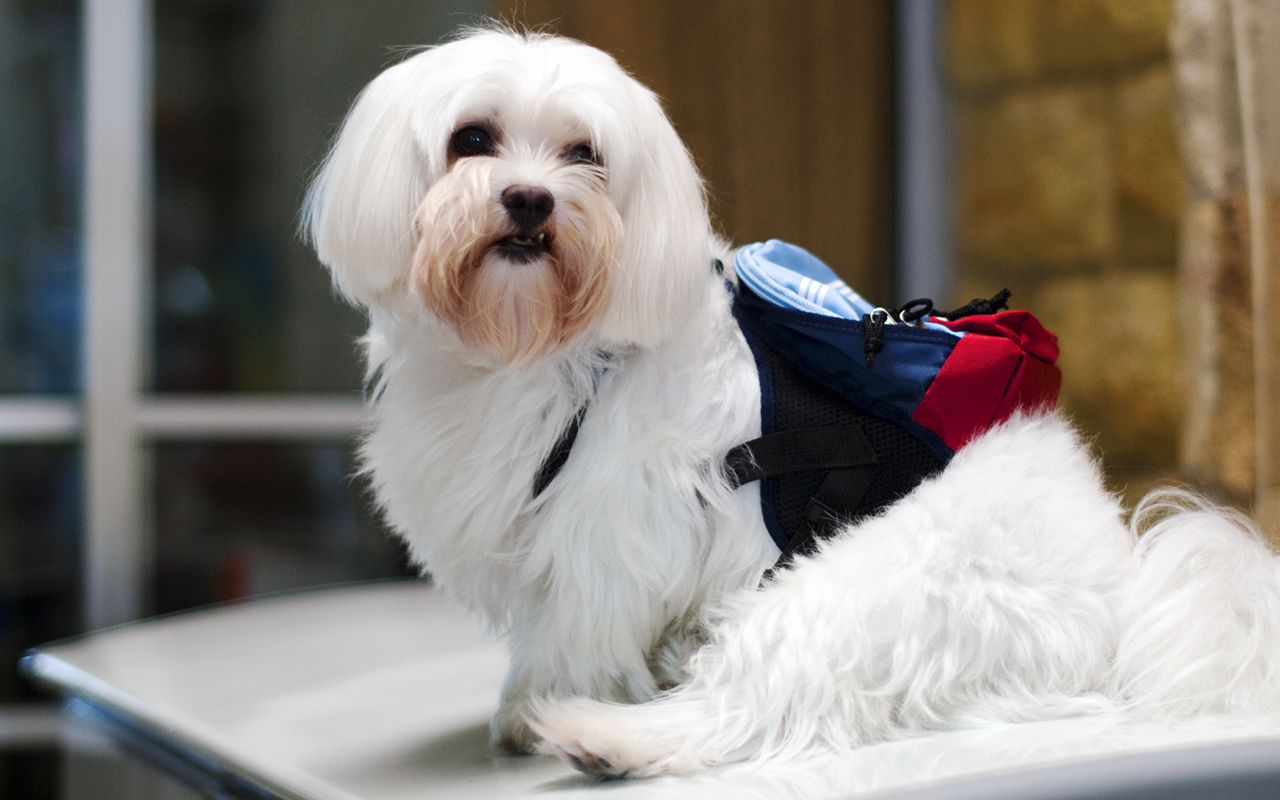 Il maltese: un cane bianco e pazzerello