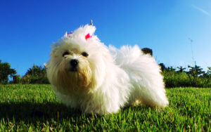 Il maltese: un cane bianco e pazzerello