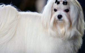 Il maltese: un cane bianco e pazzerello