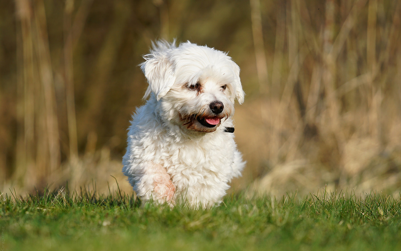 Il maltese: un cane bianco e pazzerello