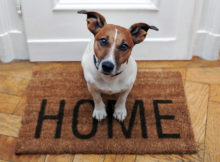 Pulire una casa con animali, istruzioni per l'uso