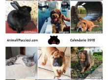 Il calendario 2018 degli animali gratis per voi!