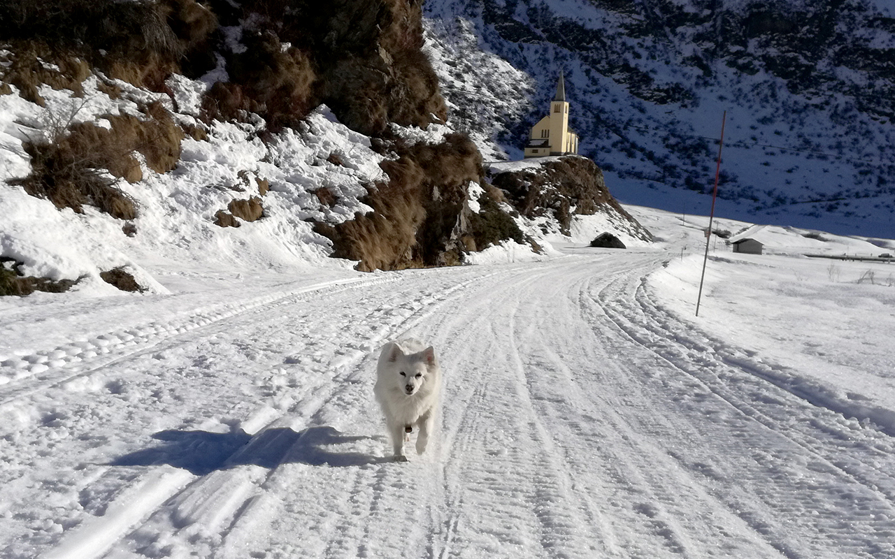 Il calendario 2018 degli animali gratis per voi!