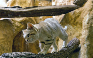 Il gatto delle sabbie, un piccolo felino nel deserto