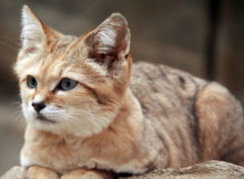 Il gatto delle sabbie, un piccolo felino nel deserto