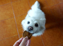 Biscotti per cani fatti in casa. A natale un premio anche per loro!