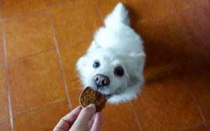 Biscotti per cani fatti in casa. A natale un premio anche per loro!