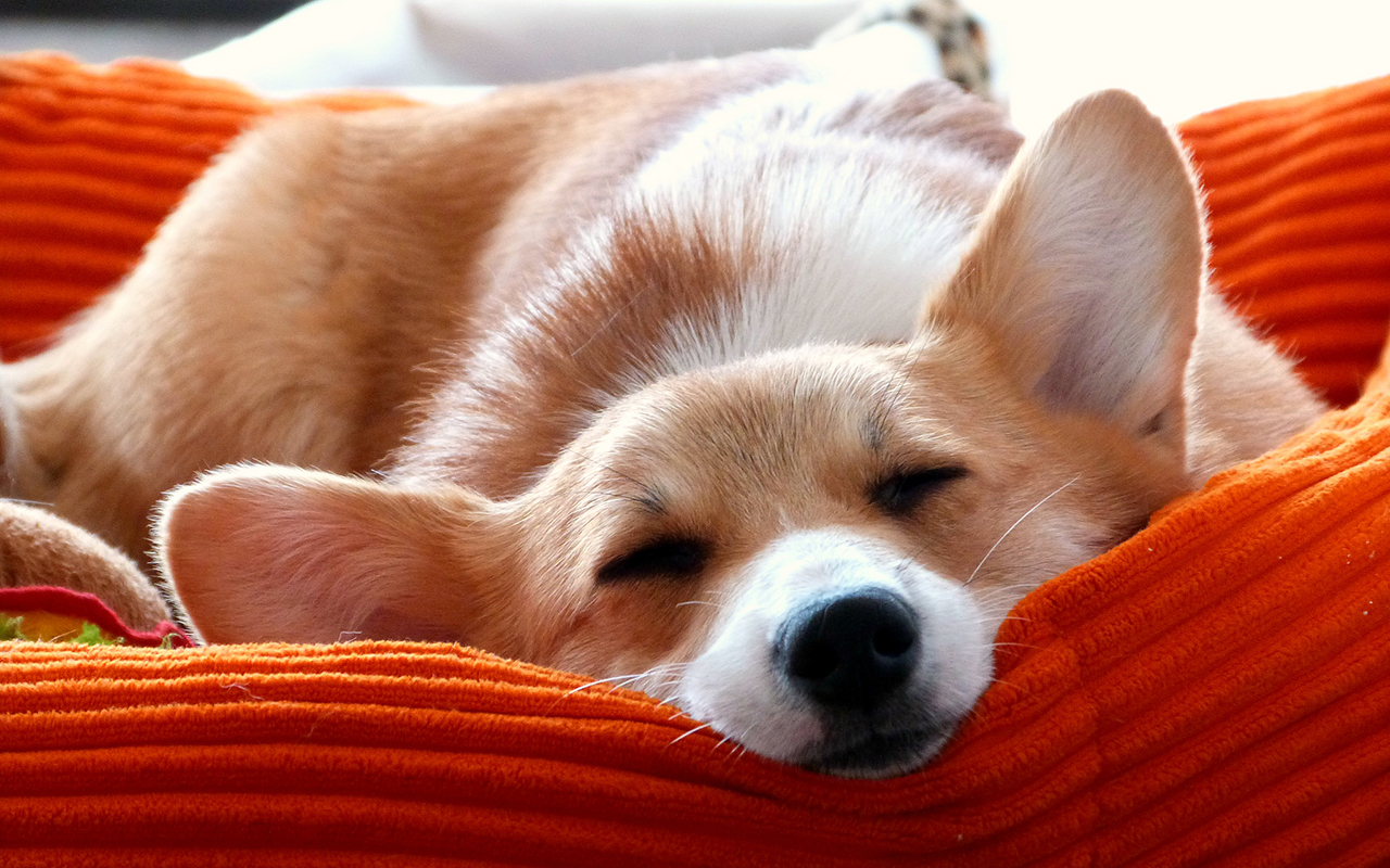 Cucce invernali per cani: l'inverno sta arrivando!