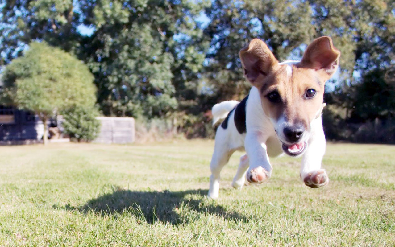 Il Jack Russell Terrier: una piccola carica di dinamite