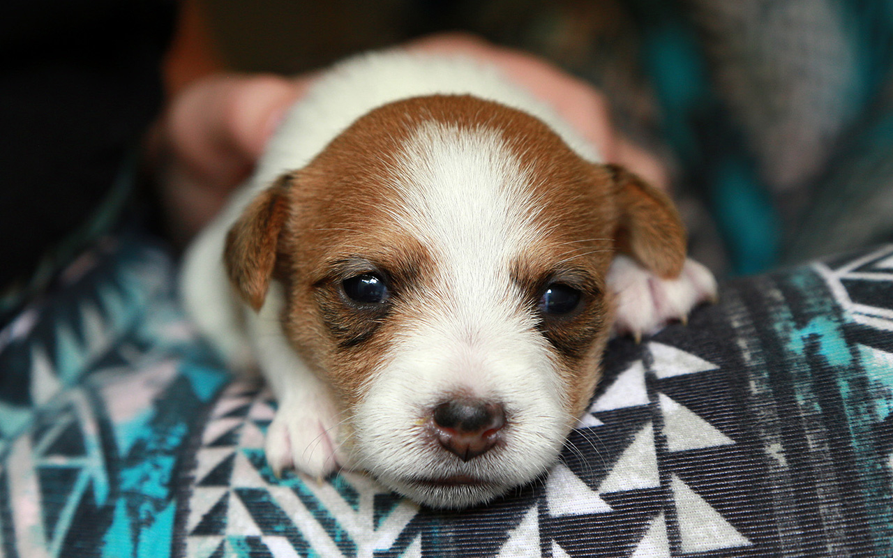 Il Jack Russell Terrier: una piccola carica di dinamite