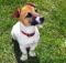 Il Jack Russell Terrier: una piccola carica di dinamite