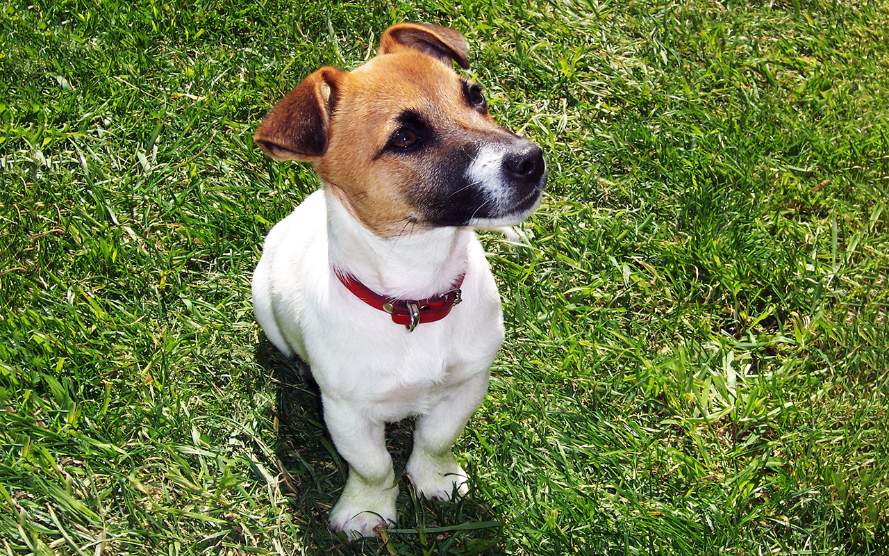 Il Jack Russell Terrier: una piccola carica di dinamite