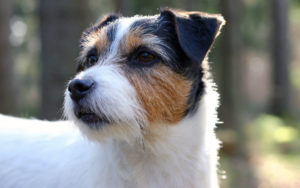 Il Jack Russell Terrier: una piccola carica di dinamite