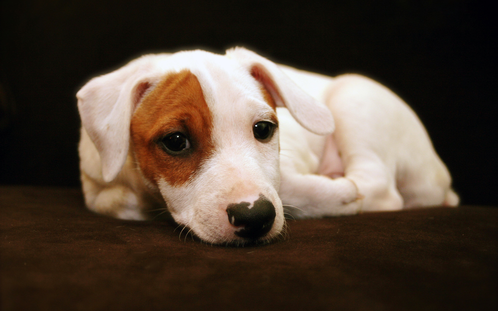 Il Jack Russell Terrier: una piccola carica di dinamite