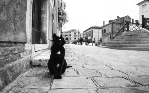 La fotografa dei gatti: Marianna Cat photographer