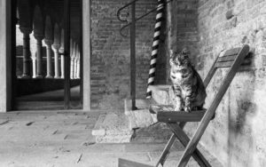 La fotografa dei gatti: Marianna Cat photographer