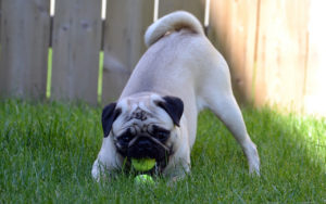Giochi estivi per cani: divertirsi all'aria aperta
