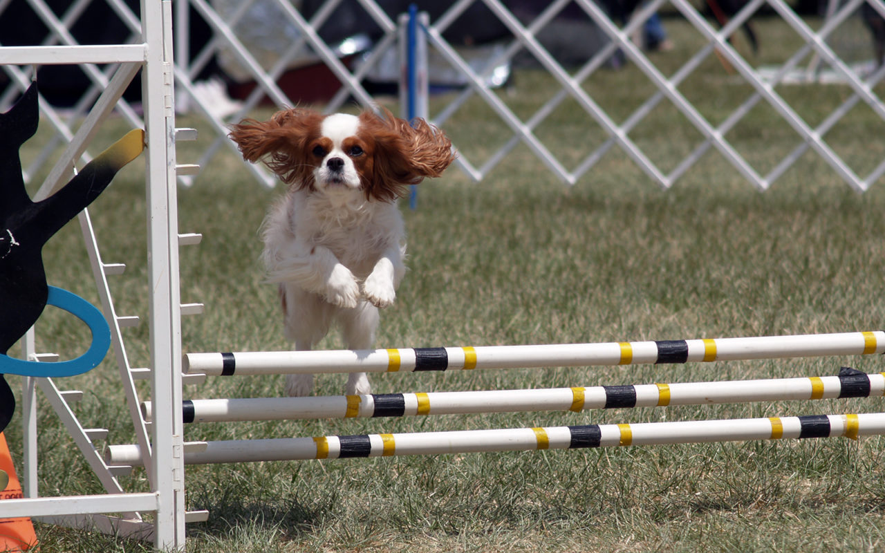 5 sport con il cane da provare!