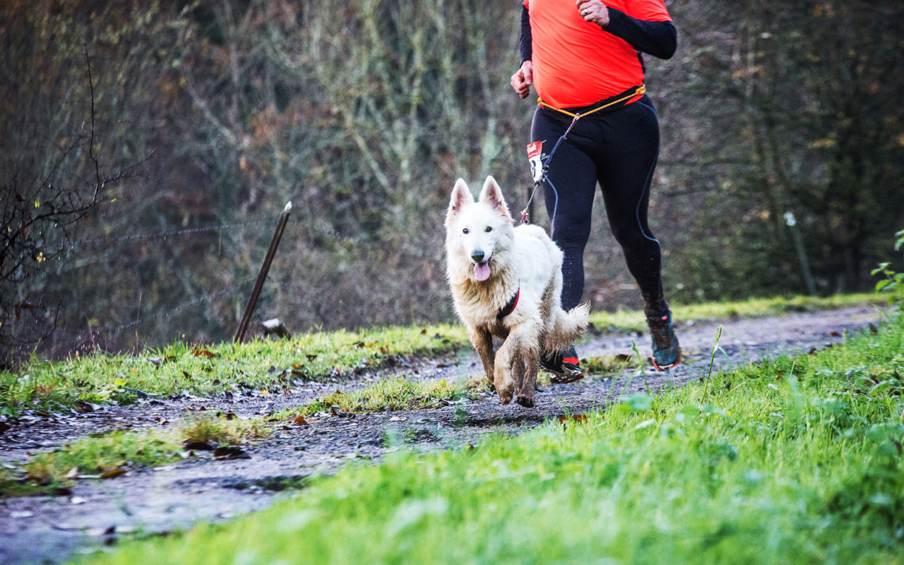 5 sport con il cane da provare!