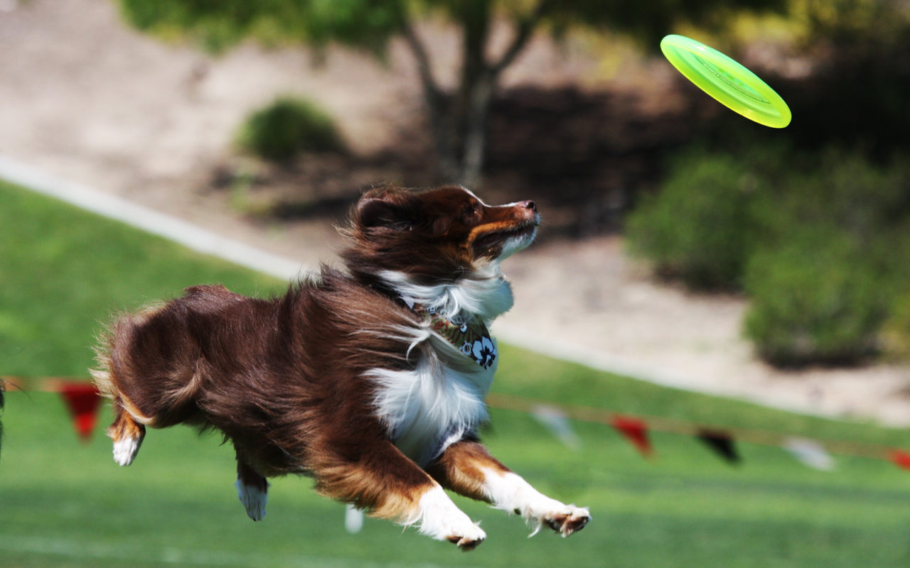 5 sport con il cane da provare!