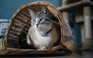 Fotografare il gatto: 5 consigli degli esperti