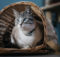 Fotografare il gatto: 5 consigli degli esperti