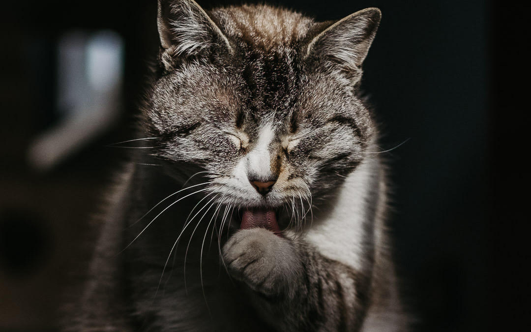 Fotografare il gatto: 5 consigli degli esperti